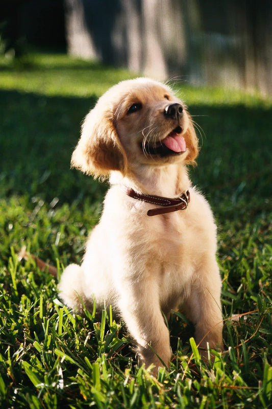 🌿 Espirulina: una ayuda natural para las alergias de la piel en perros y gatos