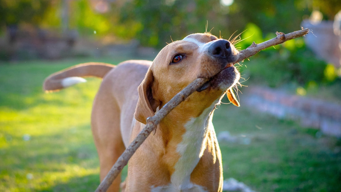 Sistema Inmunológico en Mascotas: Clave para su Salud y Cómo Apoyarlo con Espirulina 🛡️🐶🐱