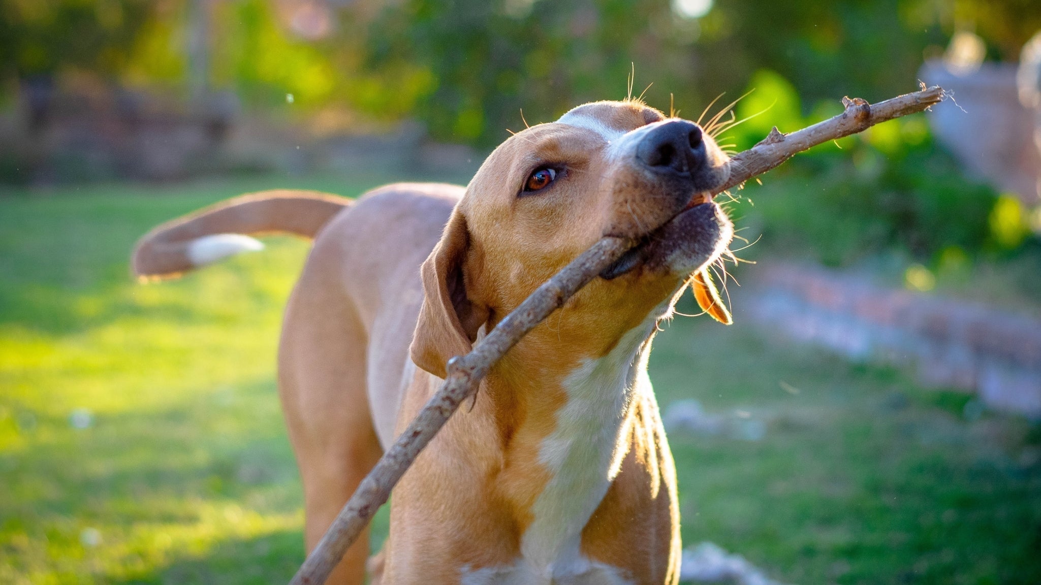 Sistema Inmunológico en Mascotas: Clave para su Salud y Cómo Apoyarlo con Espirulina 🛡️🐶🐱