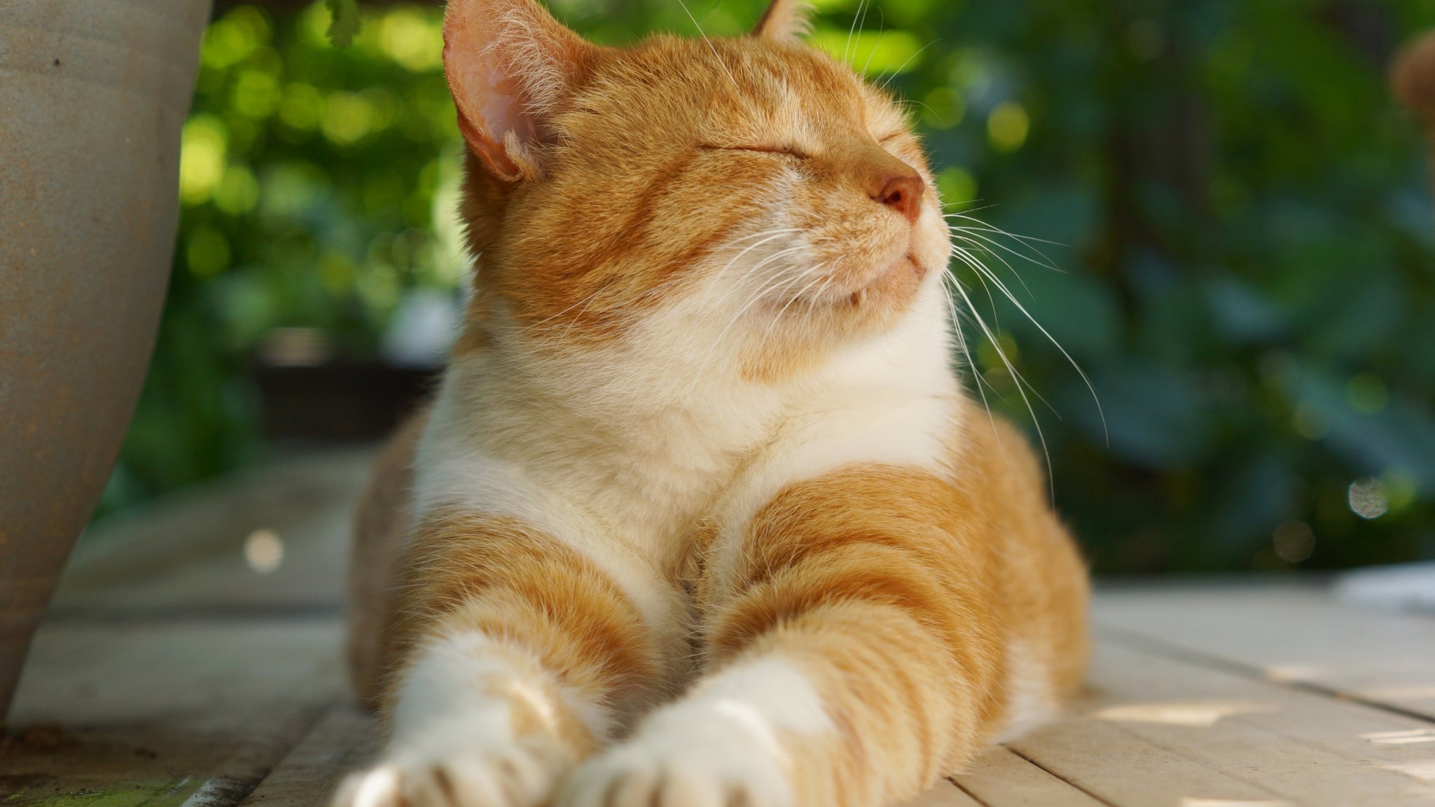 🐾 Mejora la digestión y la salud intestinal de tu mascota 🌱💚