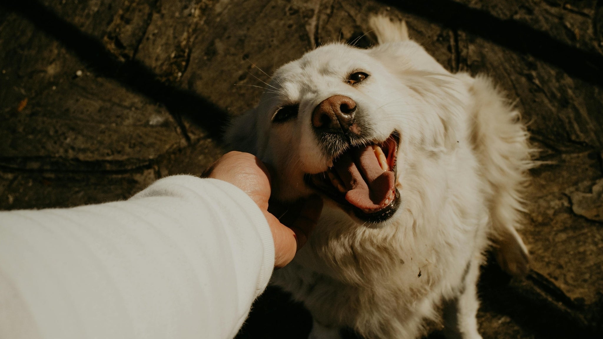 🐾 Bienestar integral en mascotas senior: articulaciones, energía y función cognitiva