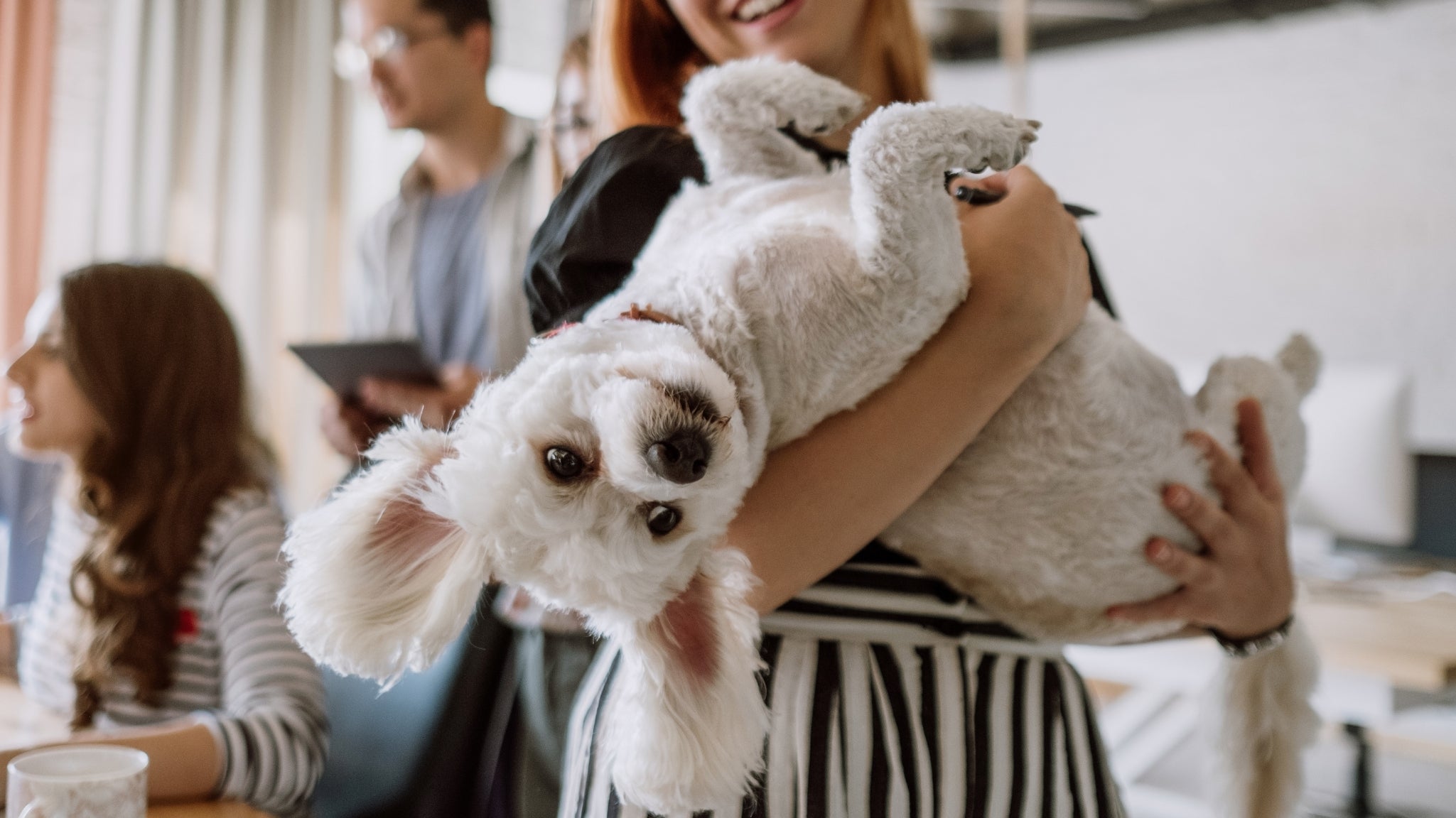 🌿 Desintoxicación natural del organismo en mascotas: cuida su salud de forma segura 🐶🐱