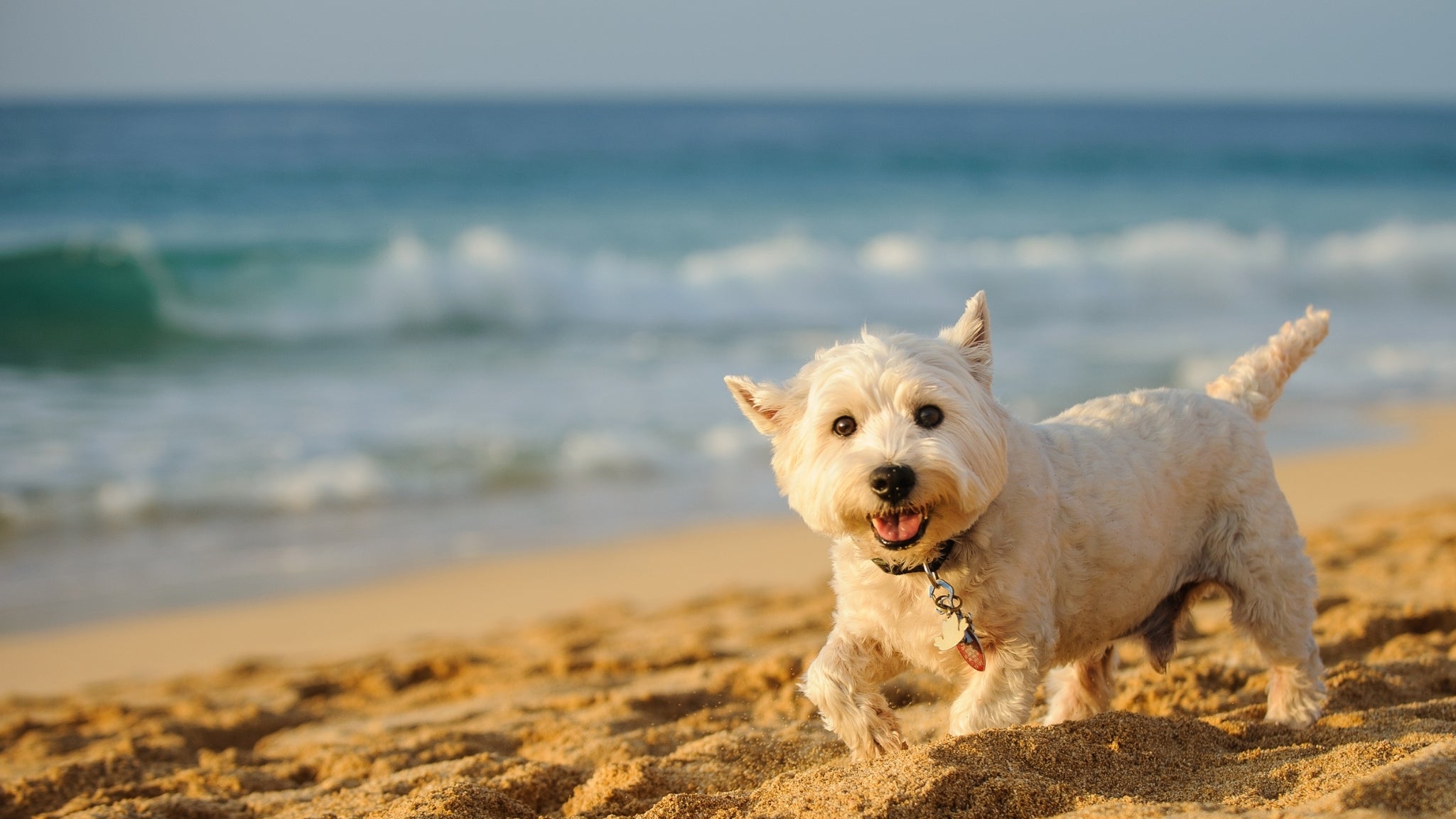 Ansiedad y Estrés en Mascotas: Cómo Apoyar su Bienestar de Forma Natural con Espirulina 🐶🐱🛡️