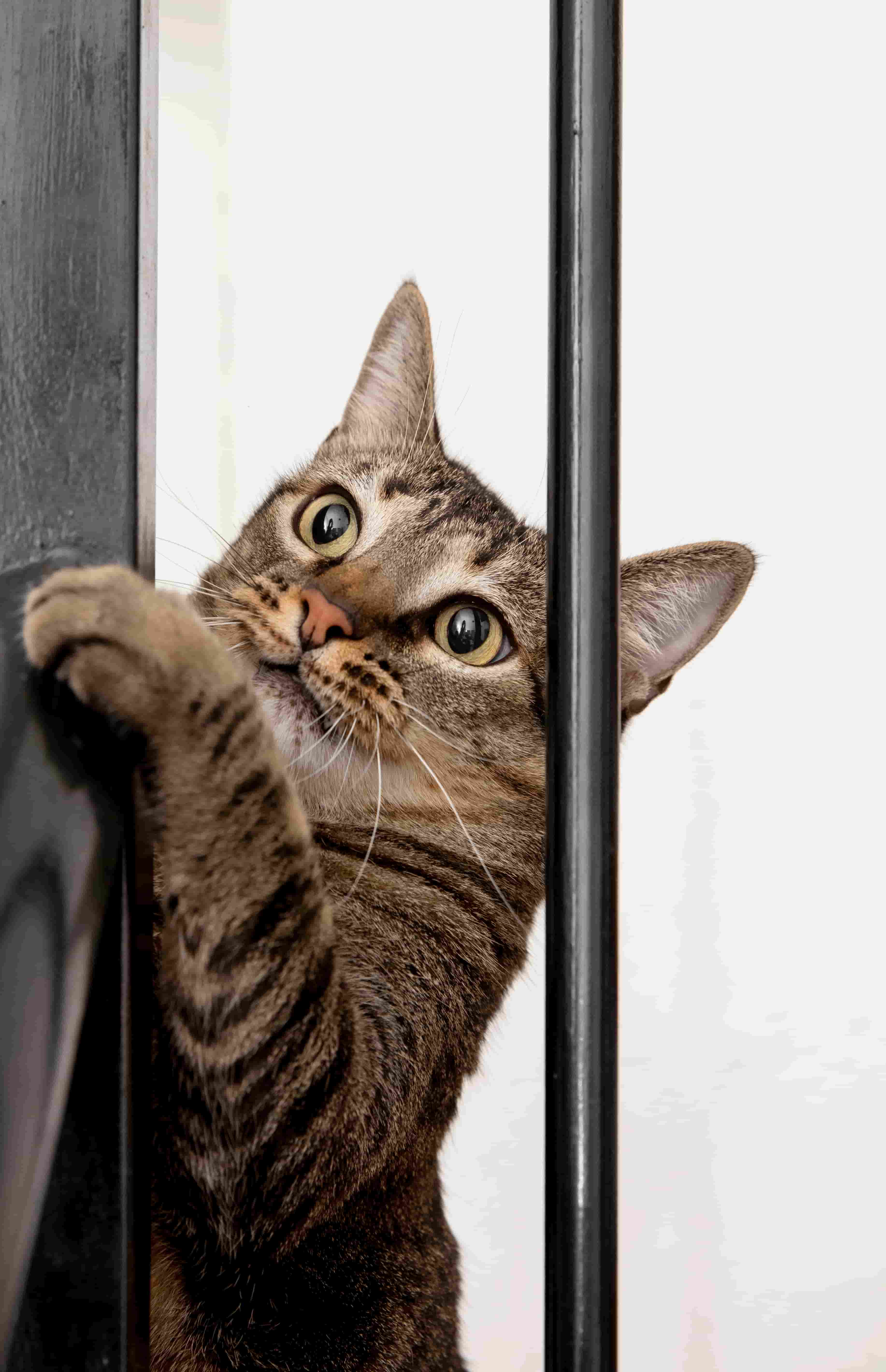 🌿 Recetas creativas con espirulina para consentir a tu mascota