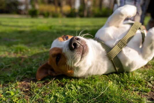 🌿 Espirulina: el secreto para un pelaje brillante y saludable en perros y gatos
